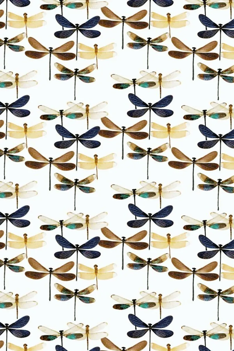 Dragonflies pellicola backlit da Curious Collections by Marielle Leenders