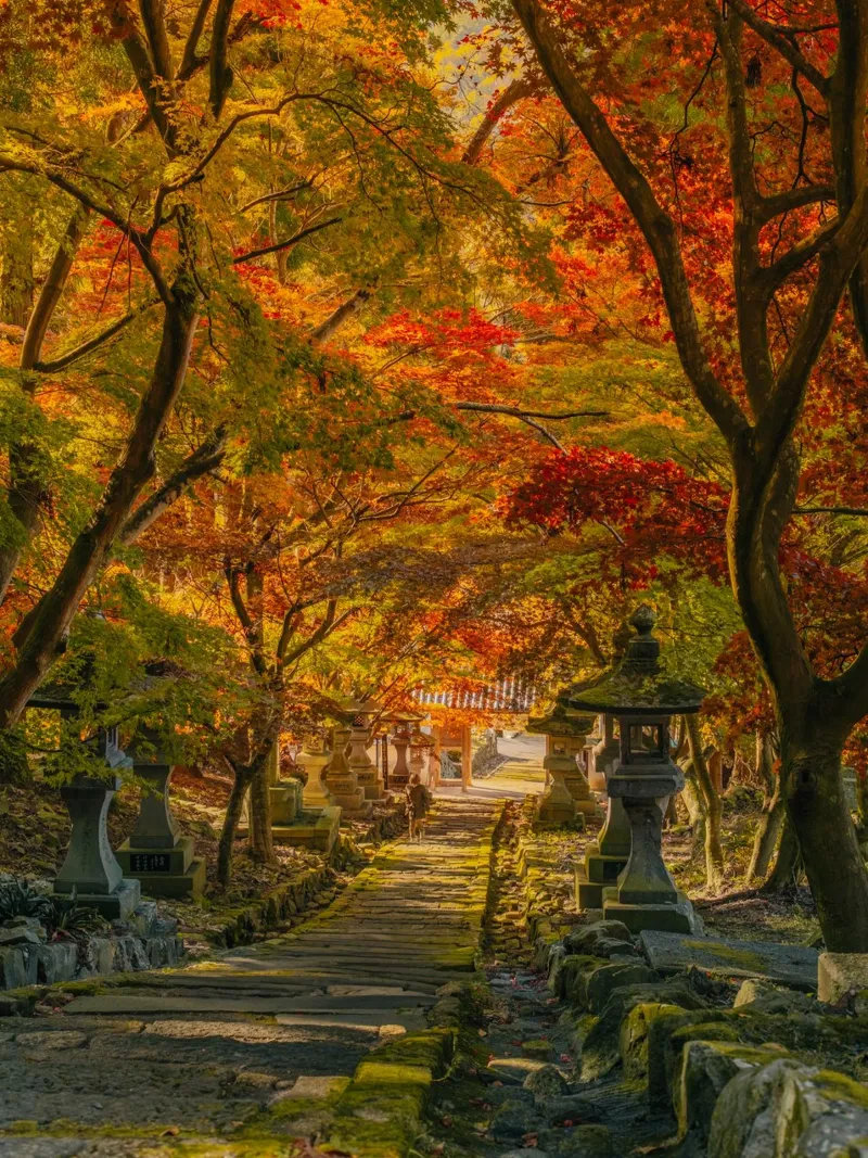 Santuario d'autunno a Nagano, Giappone pellicola backlit da Marcel Bisig