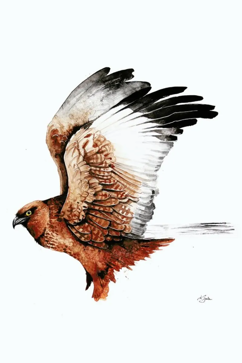 Hawk alluminio dibond da Karolina Kijak