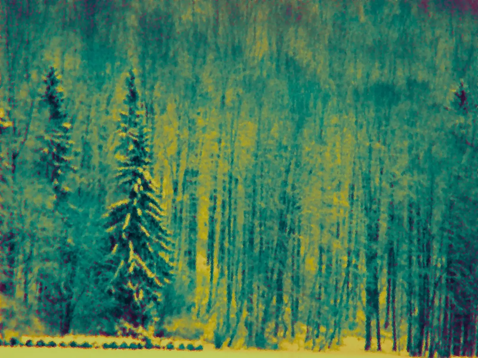 Alberi innevati nella foresta pellicola backlit da Something for you