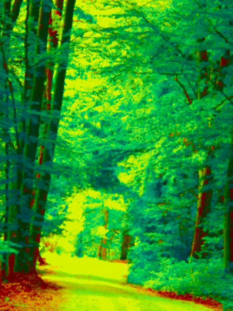 A path in the forest in summer canvas by Something for you
