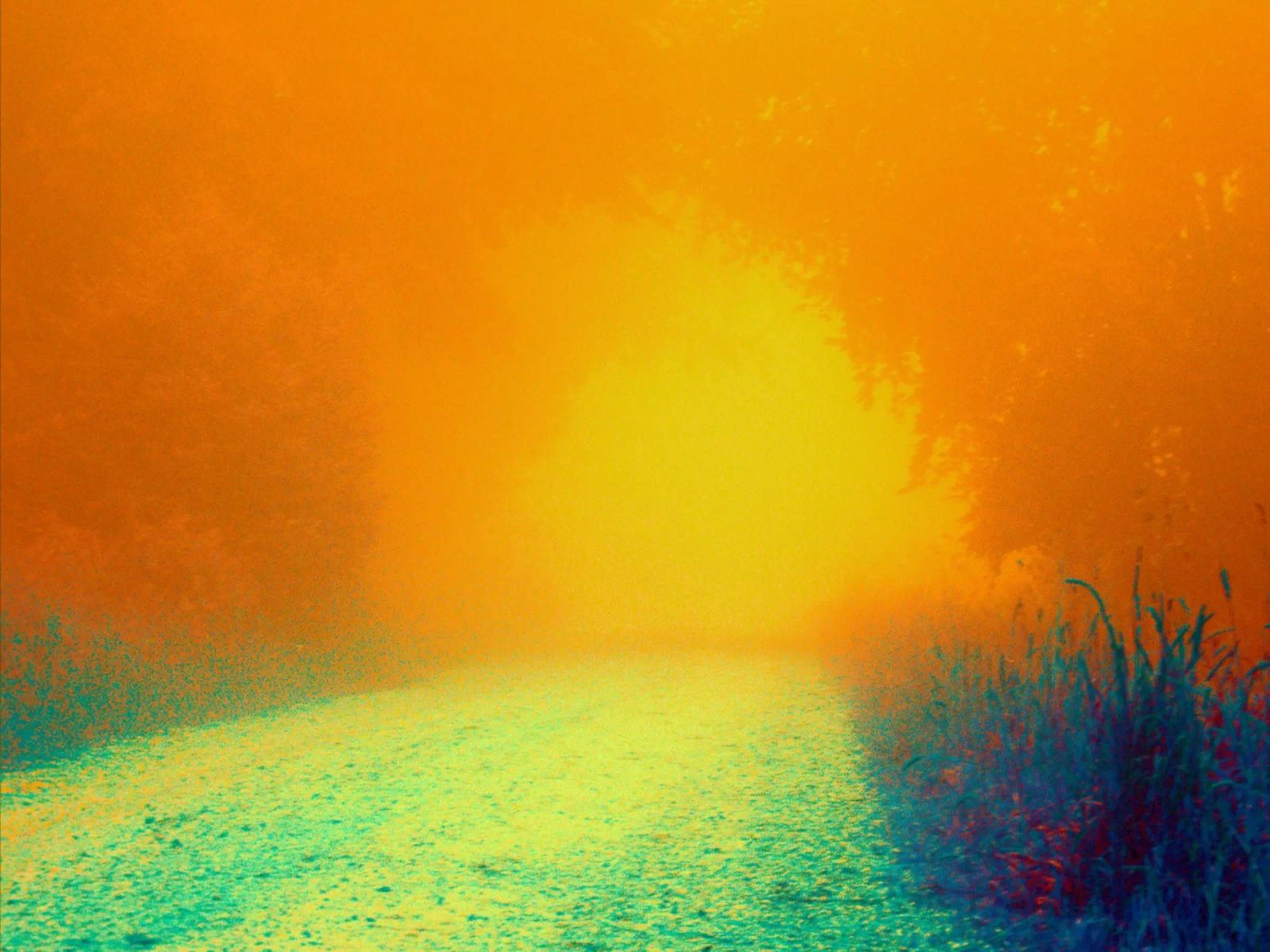 A path in the forest in the fog canvas by Something for you