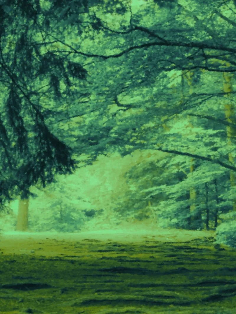 A path in the forest in summer canvas by Something for you