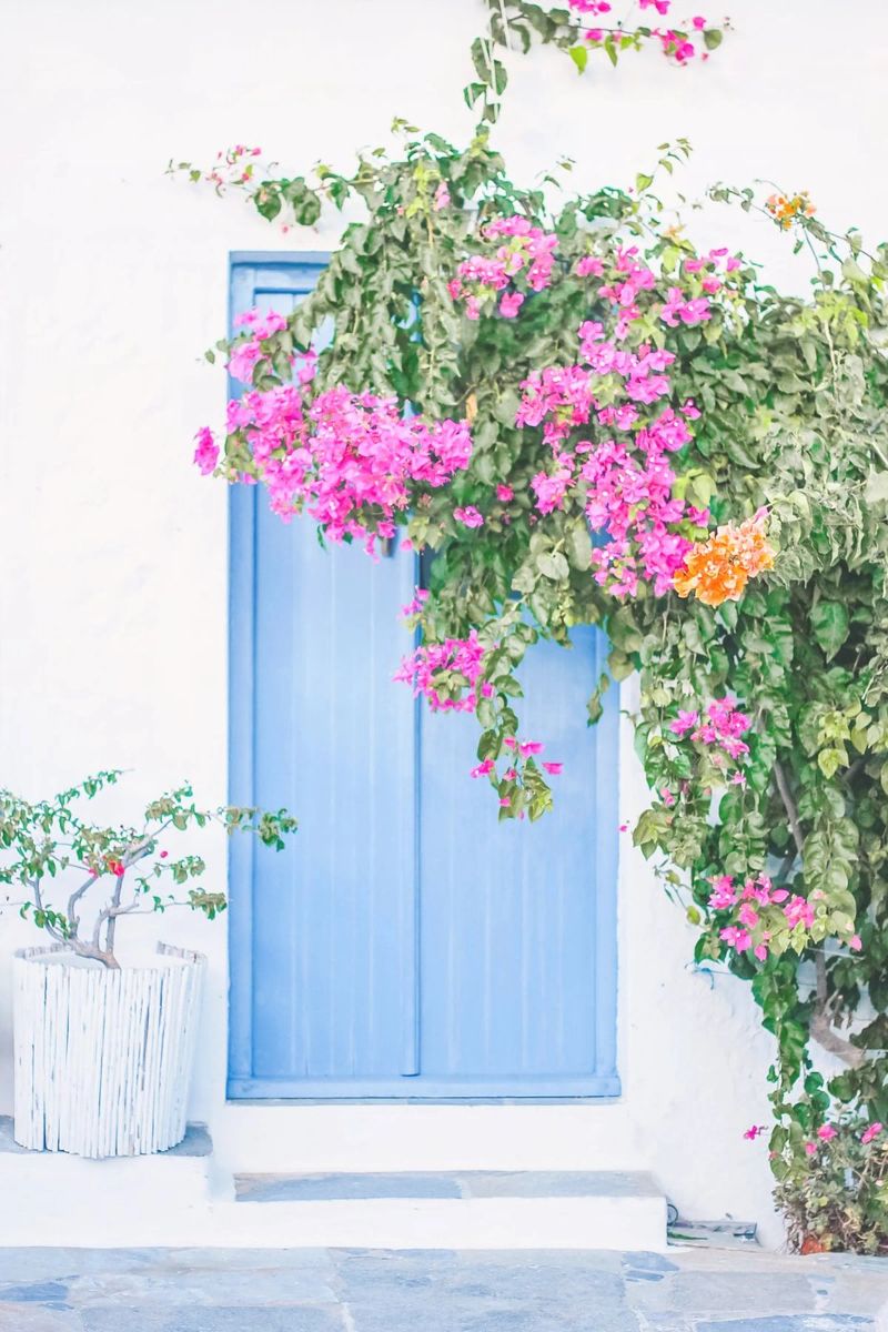 Milos, Griechenland I Blaue Tür mit rosa Blüten Bougainvillea Poster von Julie Travel Photography