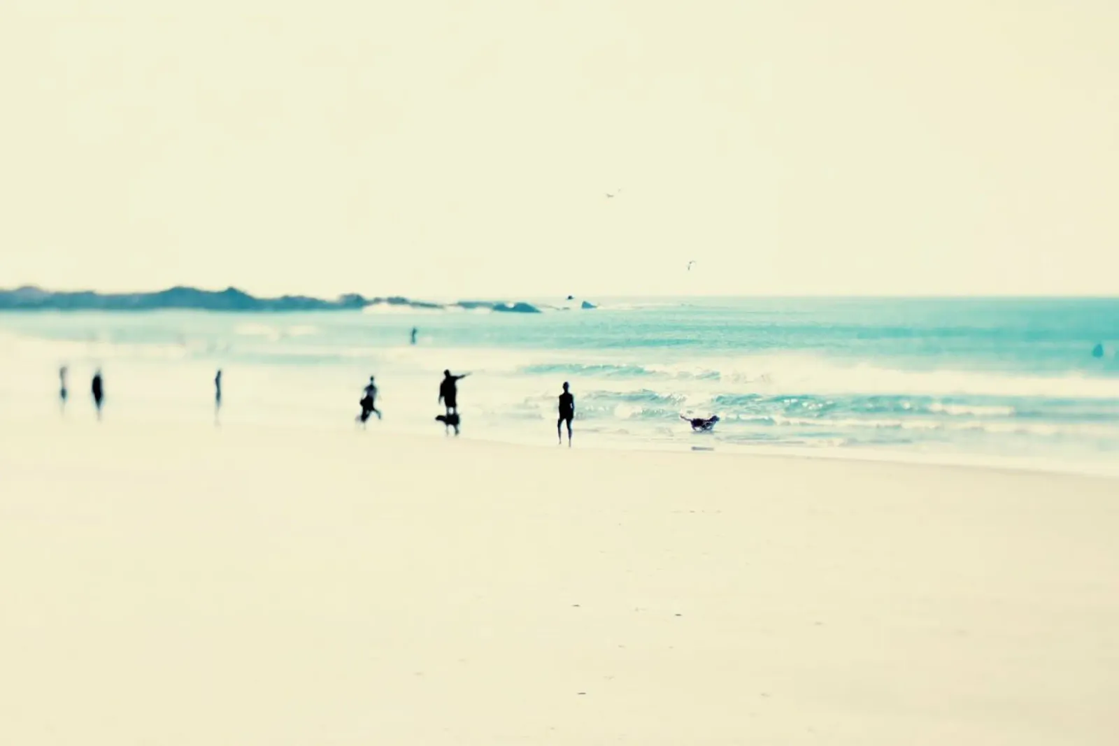 Beach Life II pellicola backlit da Ingrid Beddoes