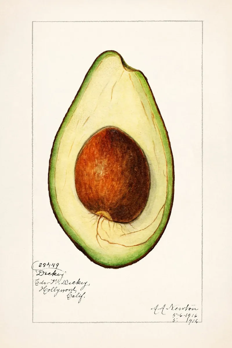 Amanda Almira Newton - Avocado carta hahnemühle da Old Masters