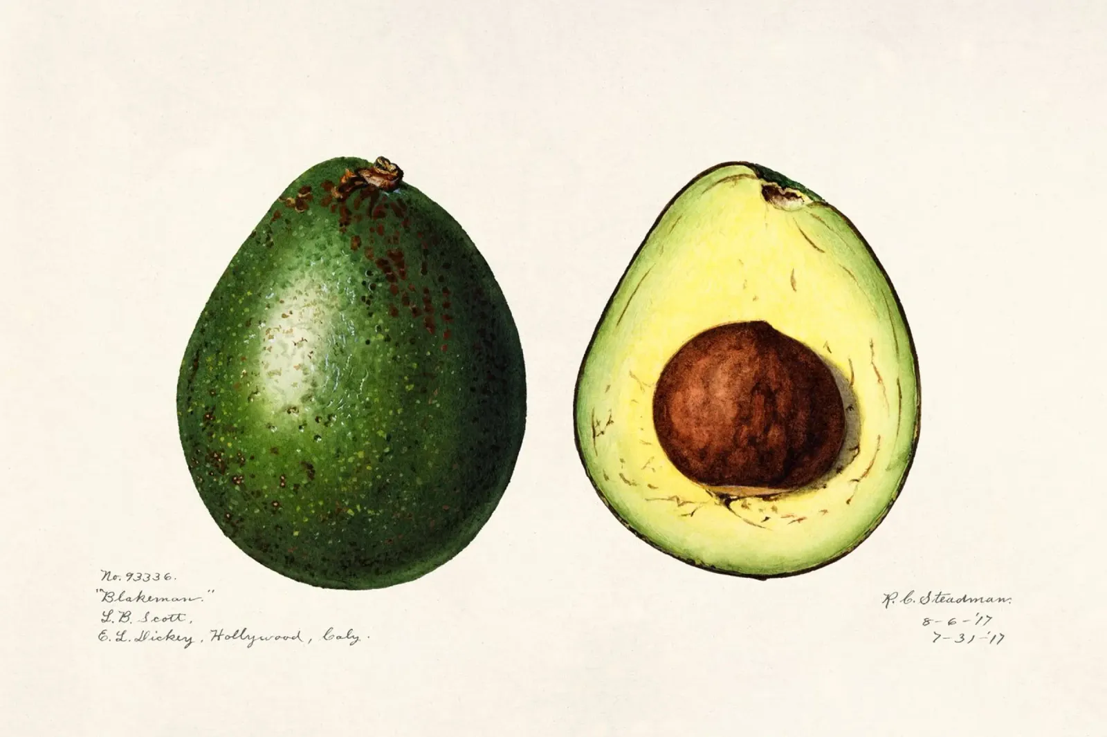 Amanda Almira Newton - Zwei Avocados carta hahnemühle da Old Masters