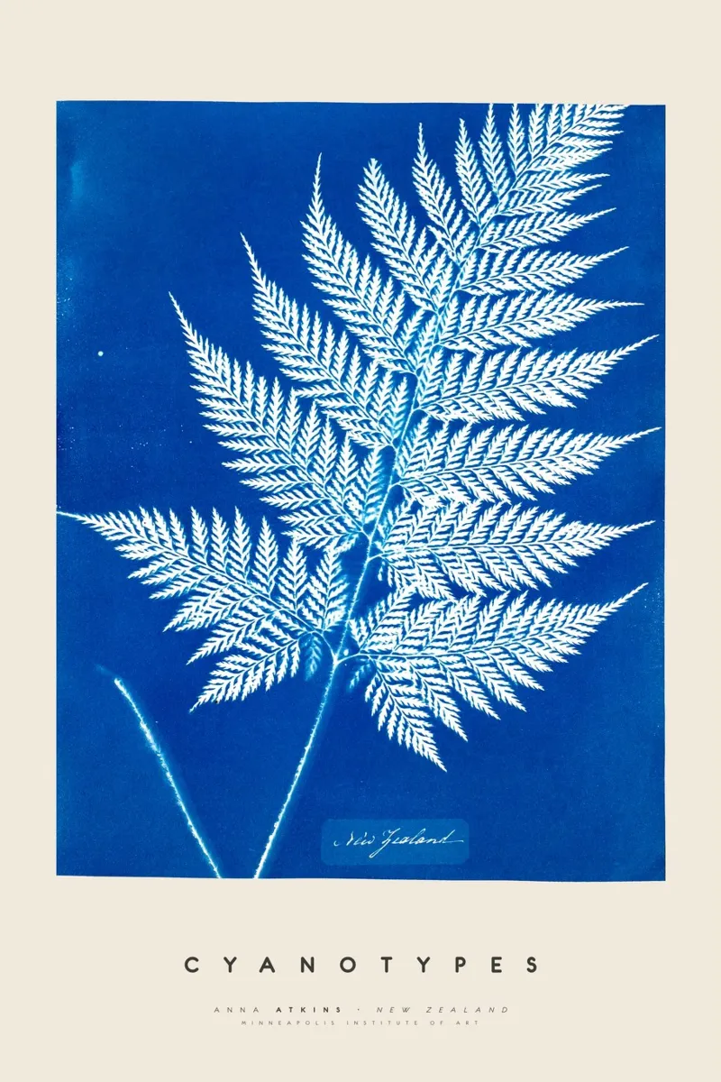 Anna Atkins - New Zealand tela con Cornice a cassetta da Old Masters
