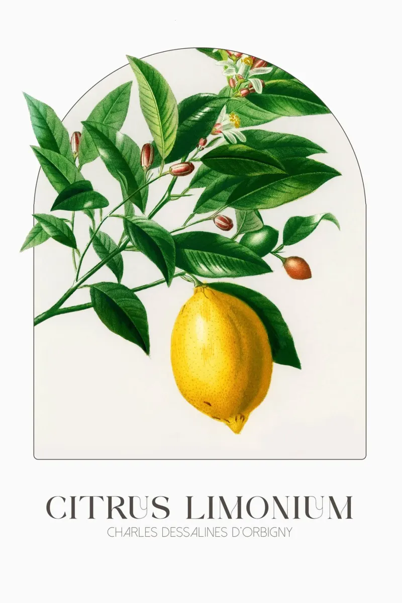 D'Orbigny - Citrus Limonium tela con Cornice a cassetta da Old Masters