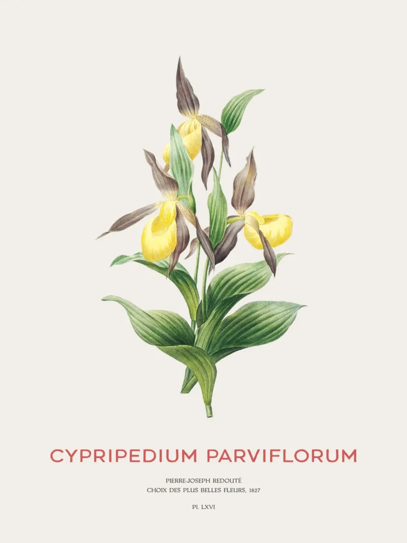 Scarpetta gialla o Cypripedium Parviflorum pellicola backlit da Vintagrafica