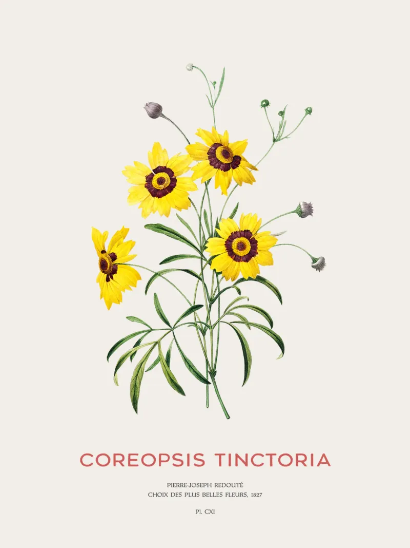 Coreopsis delle pianure o Coreopsis tinctoria pellicola backlit da Vintagrafica