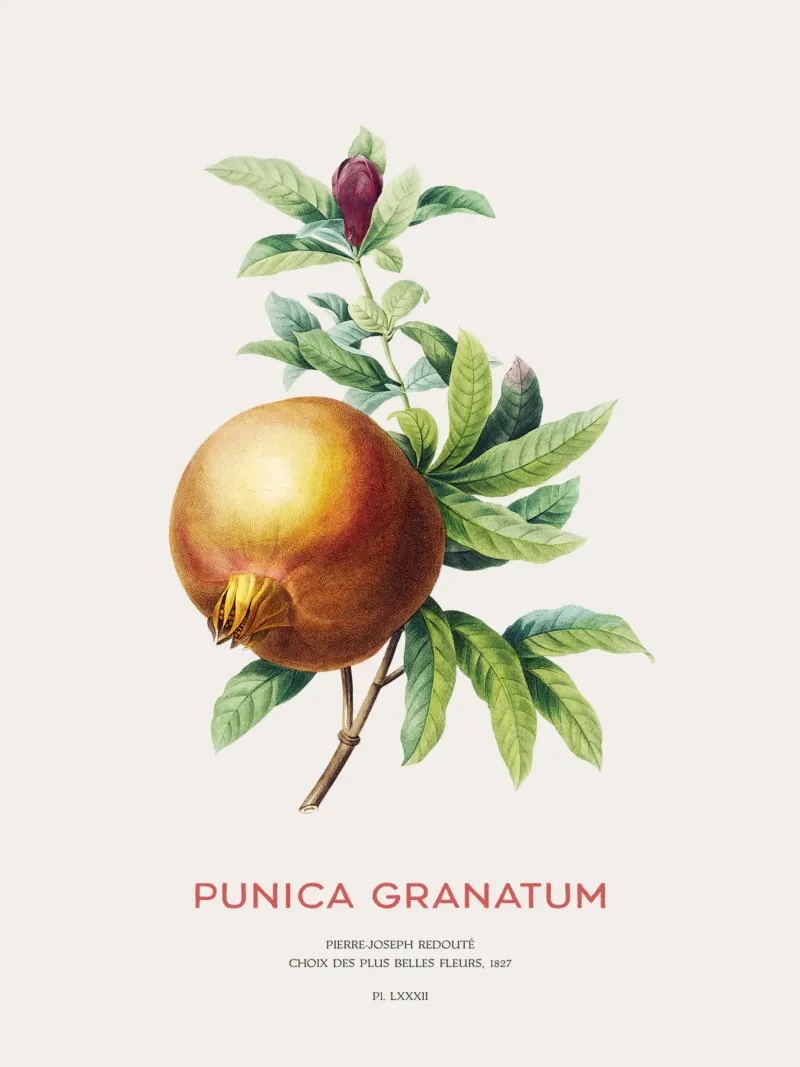 Granatapfel oder Punica Granatum Hahnemühle von Vintagrafica