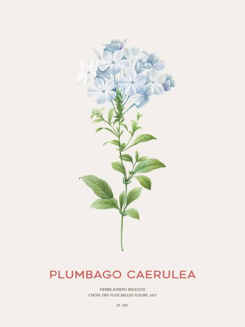 Bleiwurz oder Plumbago Caerulea Hahnemühle von Vintagrafica