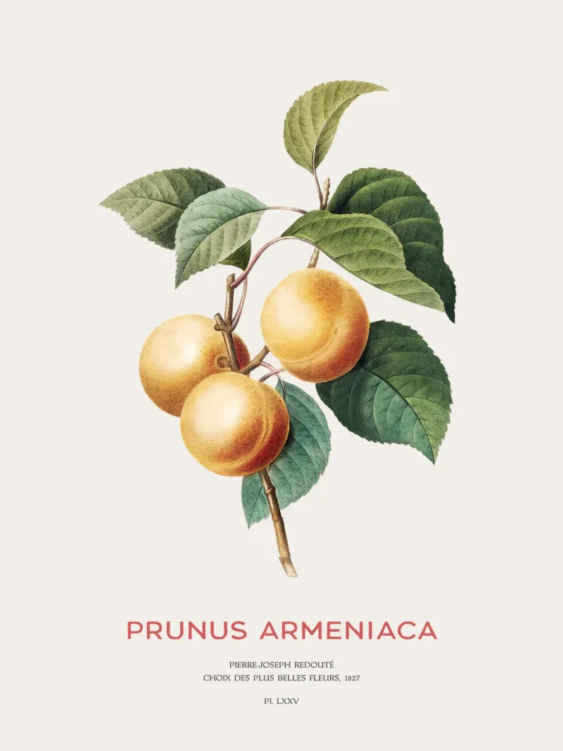 Apricot or Prunus Armeniaca tree branch poster by Vintagrafica