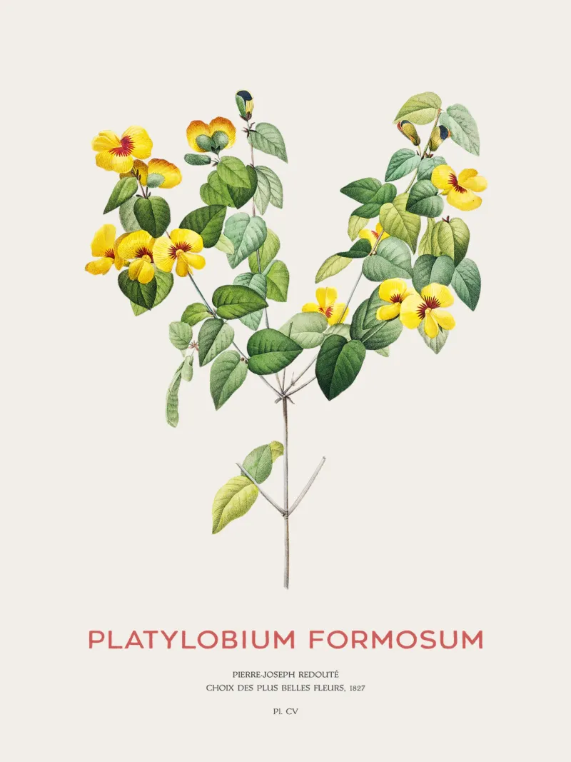 Hübsche flache Erbse oder Platylobium Formosum Pflanze Hahnemühle von Vintagrafica