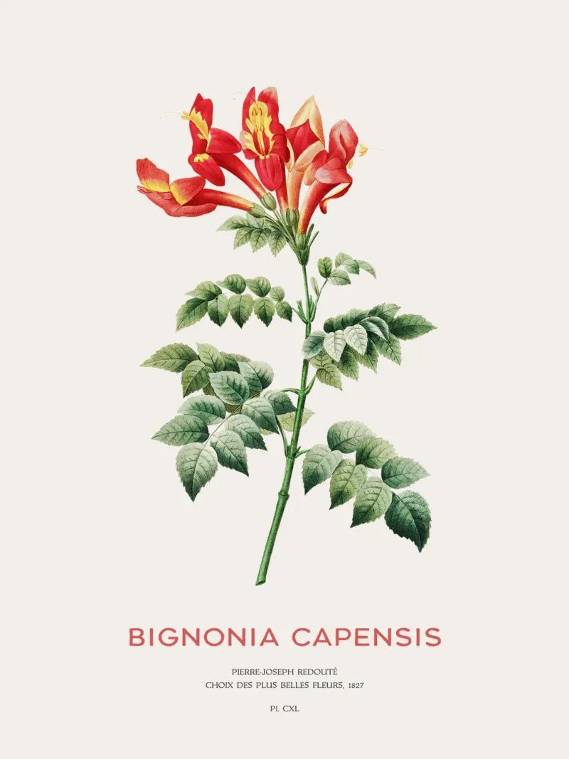 Bignonia Сapensis o fiore di caprifoglio del Capo pellicola backlit da Vintagrafica