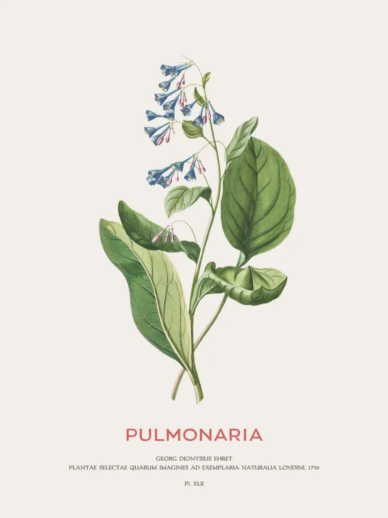 Pulmonaria of longkruid canvas van Vintagrafica