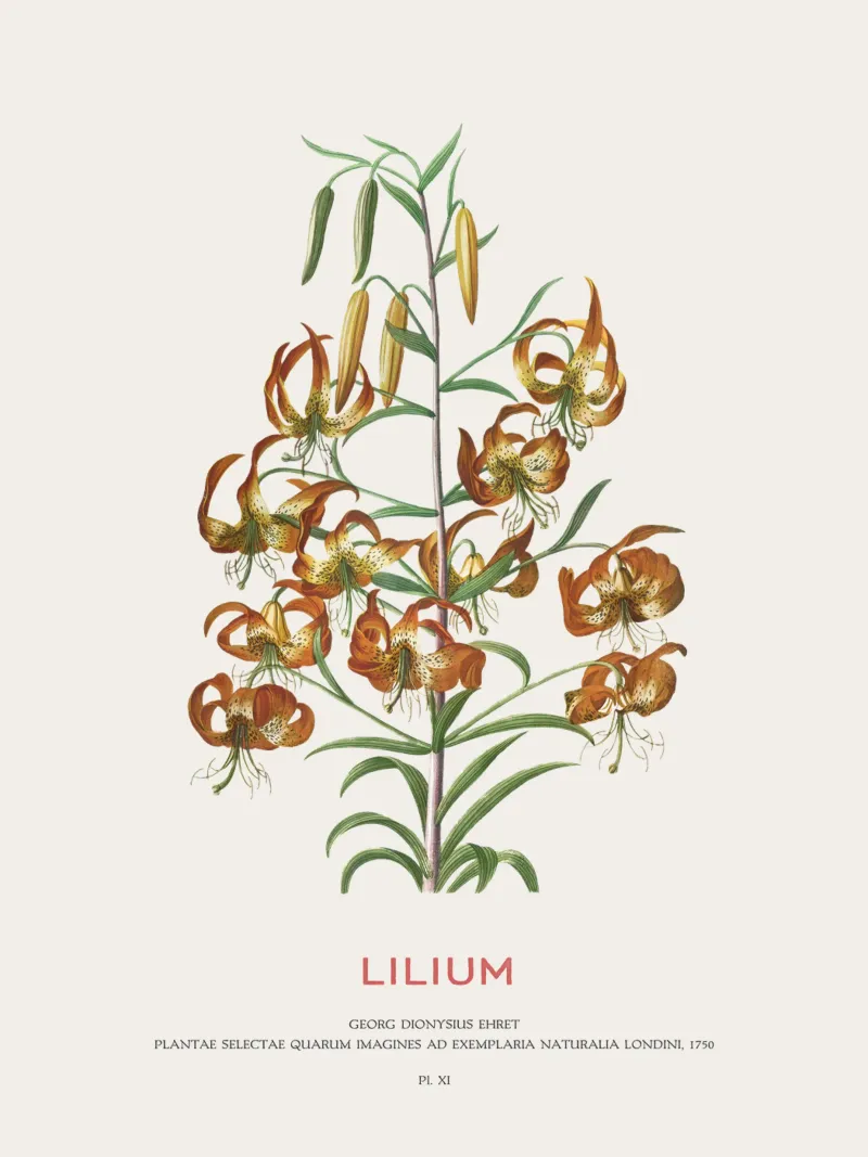 Lilium pellicola backlit da Vintagrafica