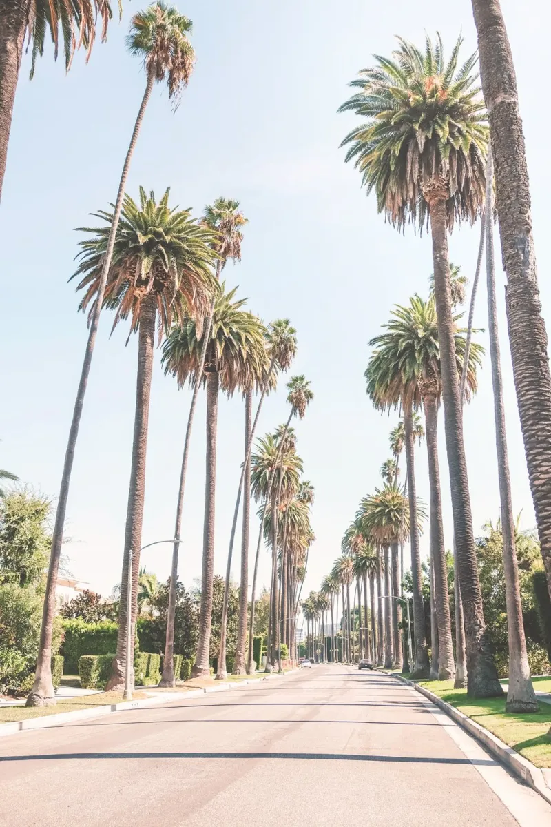 Los Angeles, USA I Sous les palmiers de Beverly Hills poster con telaio in alluminio da Julie Travel Photography