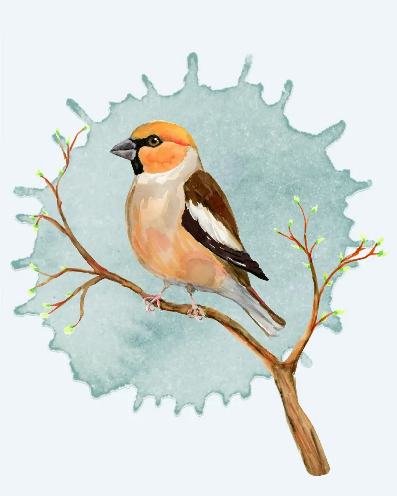 A hawfinch watercolour drawing forex plate by BwiseLizzy