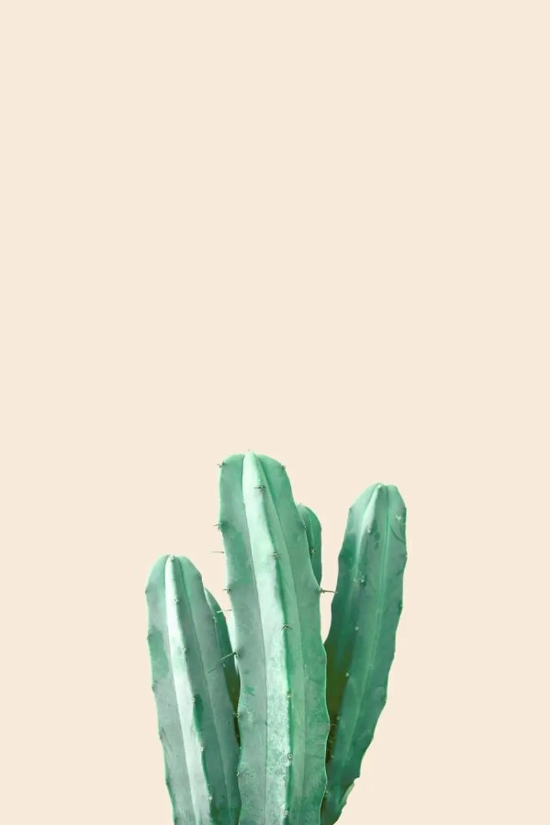 Pink Cactus alu-dibond by Chris Abatzis