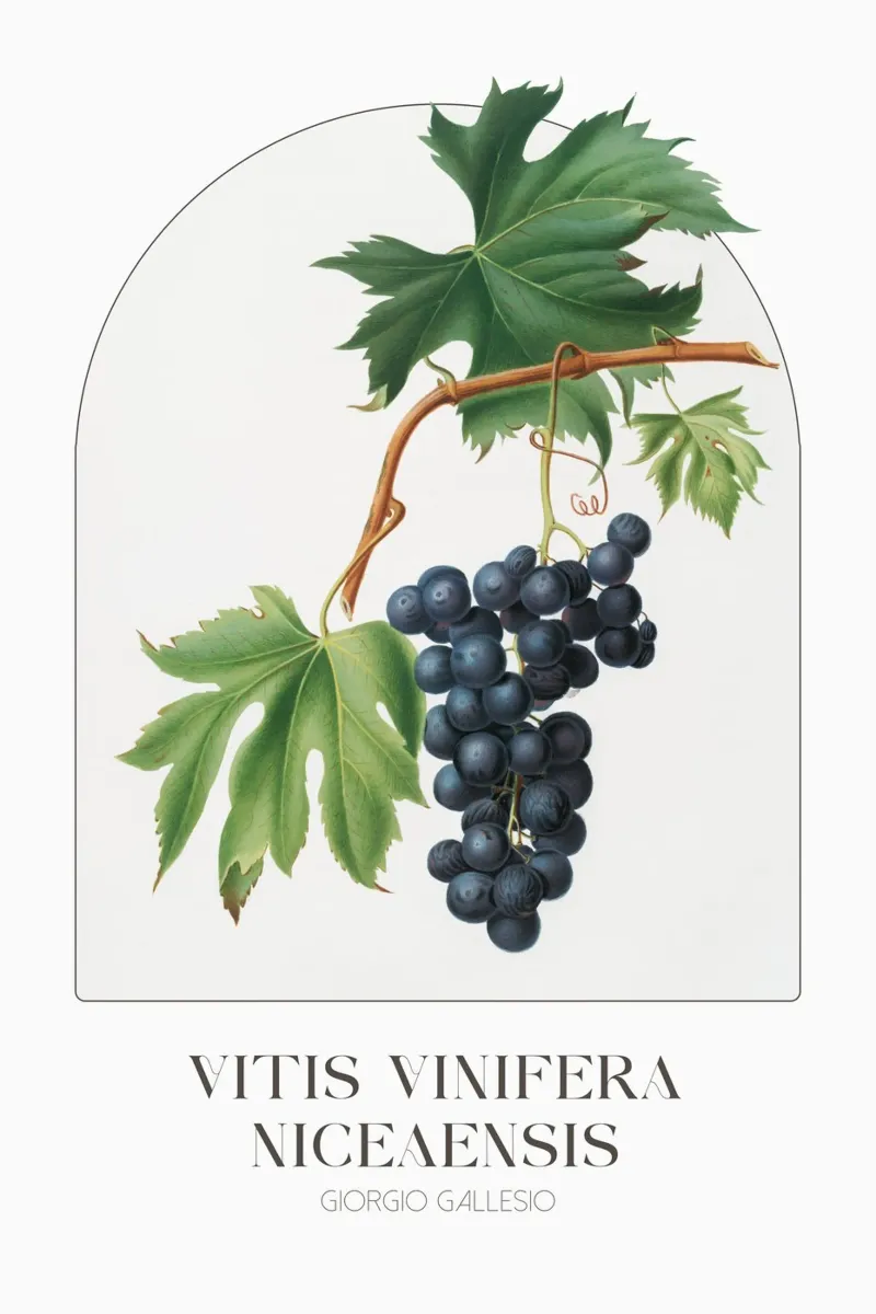 Gallesio Giorgio - Vitis vinifera poster con telaio in legno da Old Masters