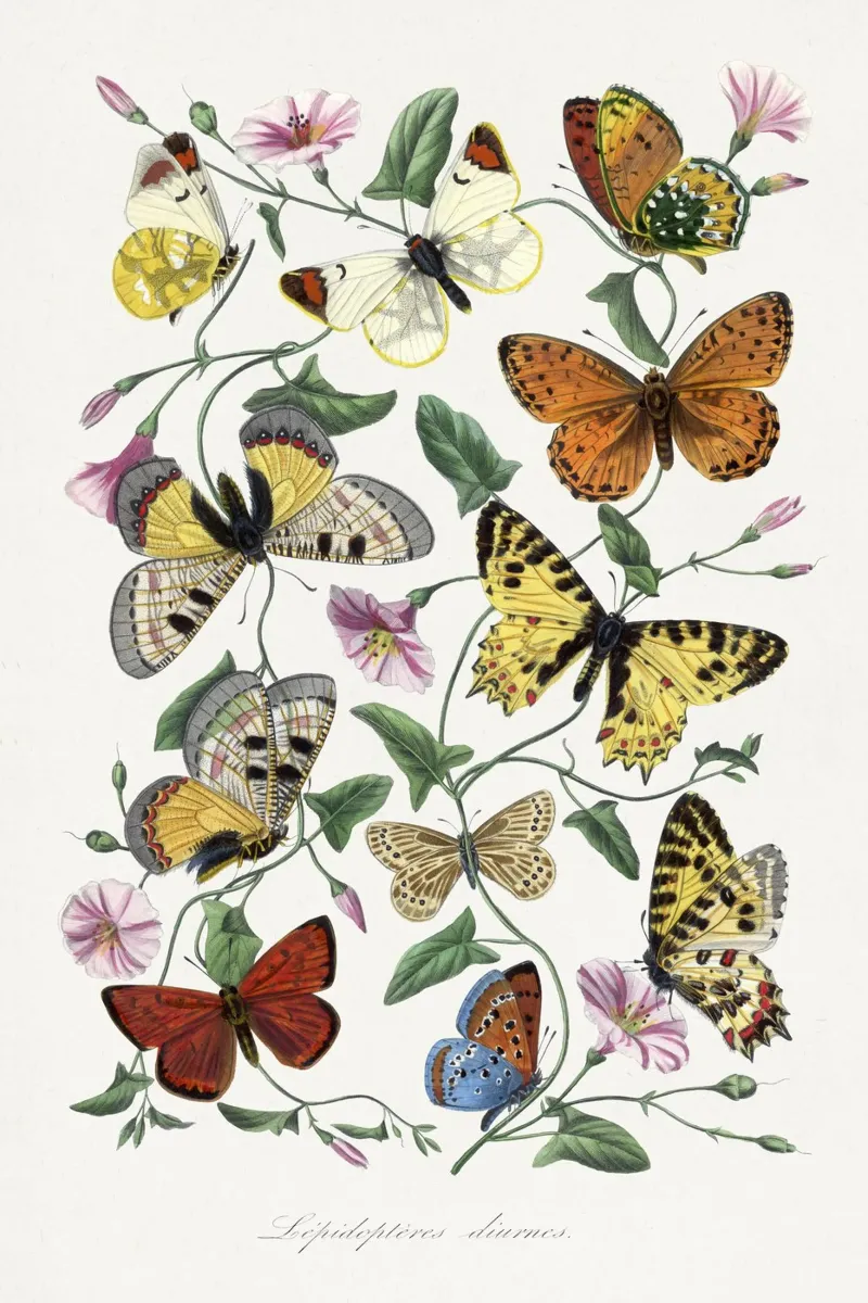 Paul Gervais - Schmetterlinge poster con telaio in alluminio da Old Masters