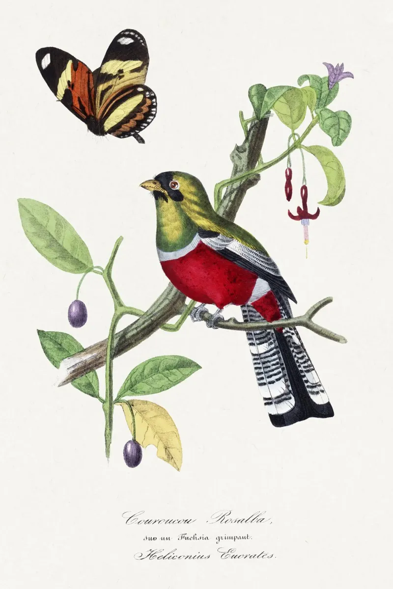 Paul Gervais - Crimson Rosella Vogel poster van Old Masters