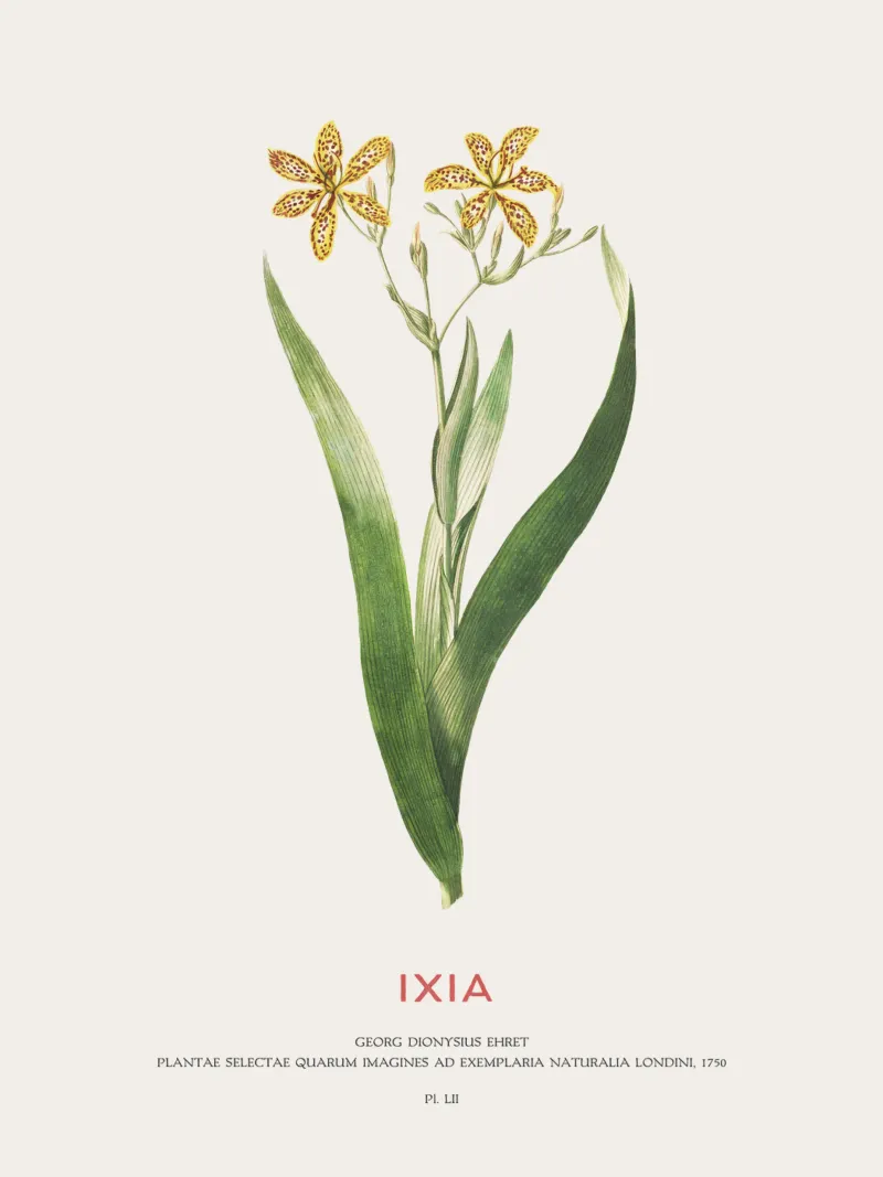 Ixia oder Maislilie Hahnemühle von Vintagrafica