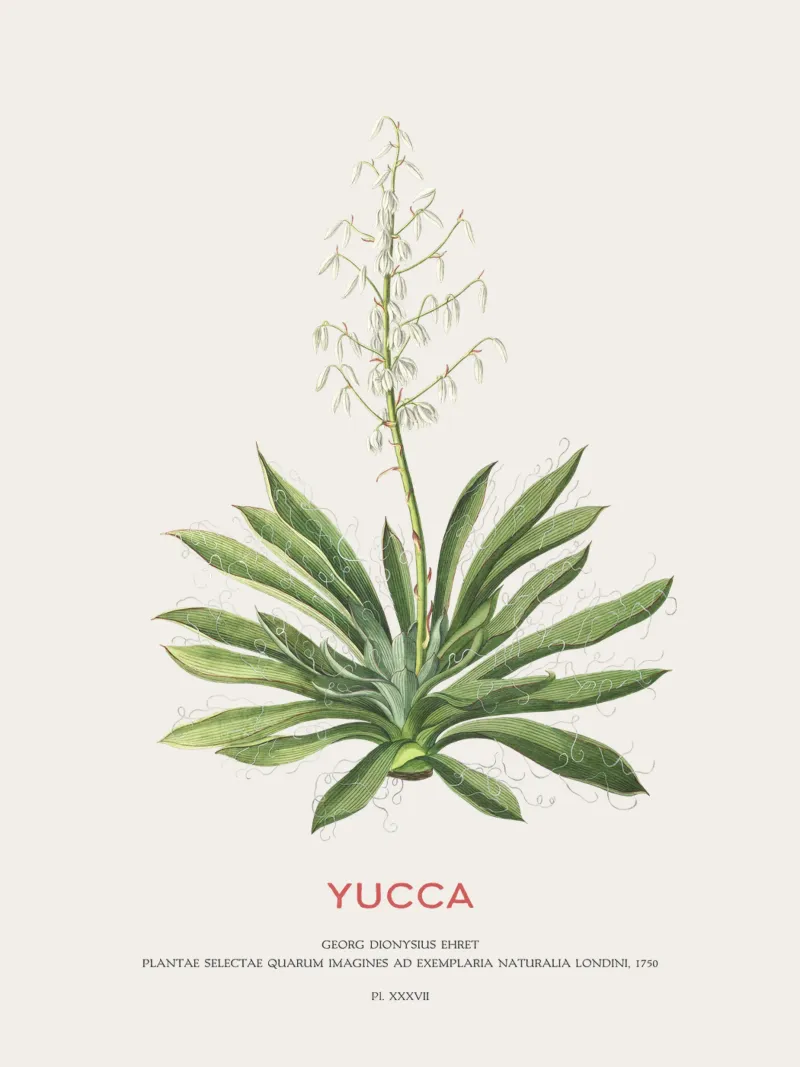 Fiore di yucca pellicola backlit da Vintagrafica