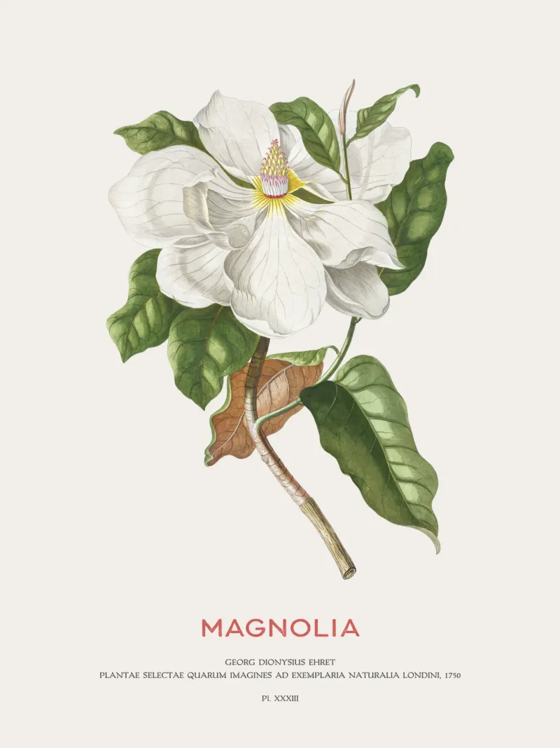 Magnolia pellicola backlit da Vintagrafica