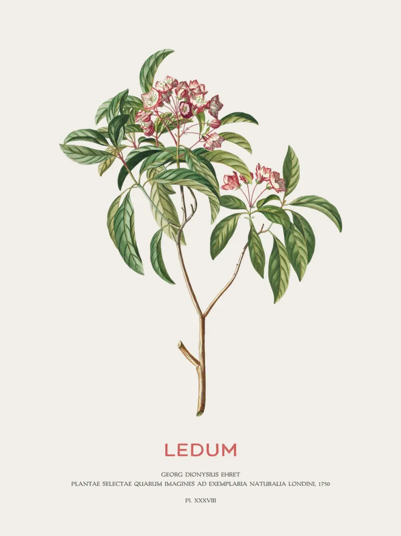 Ledum-Blüten oder Labrador-Tee Hahnemühle von Vintagrafica