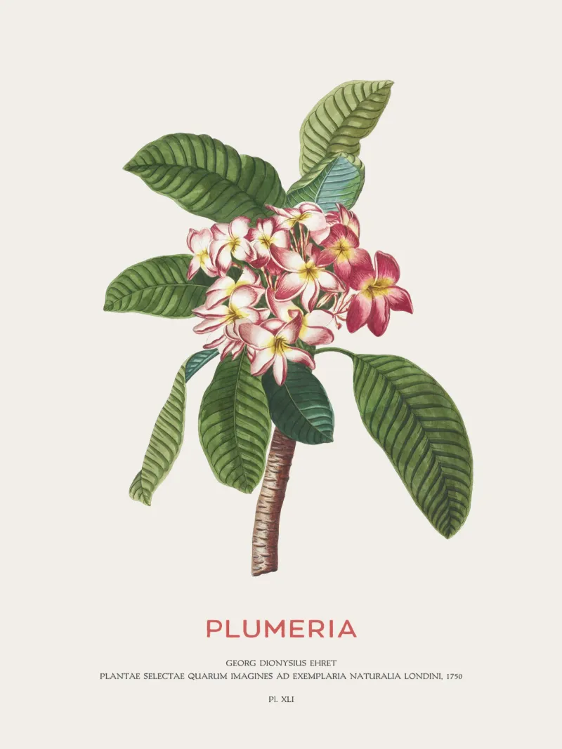 Fiore di plumeria carta hahnemühle da Vintagrafica