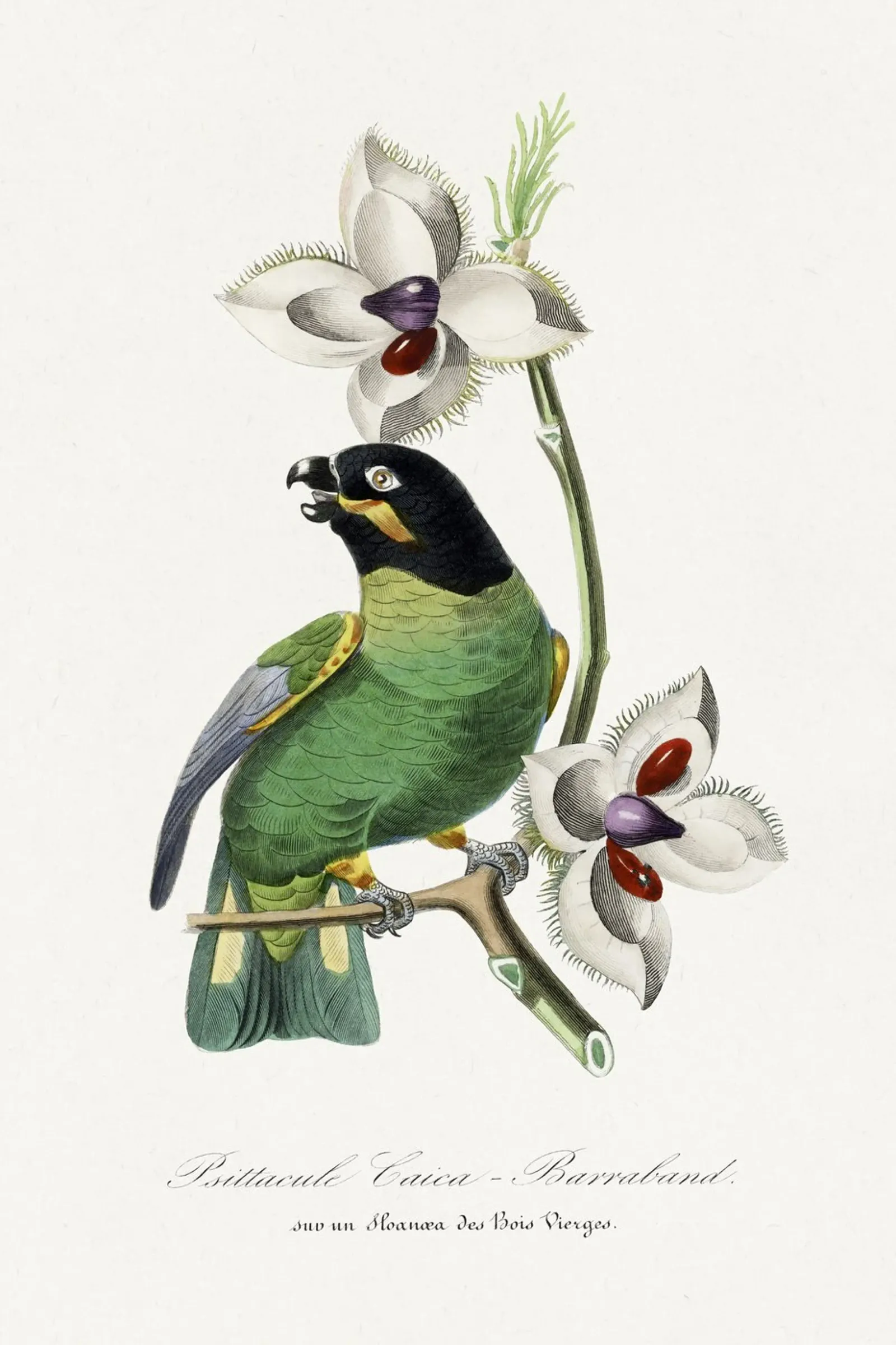 Paul Gervais - Parakeet Vogel No. 2 pellicola backlit da Old Masters