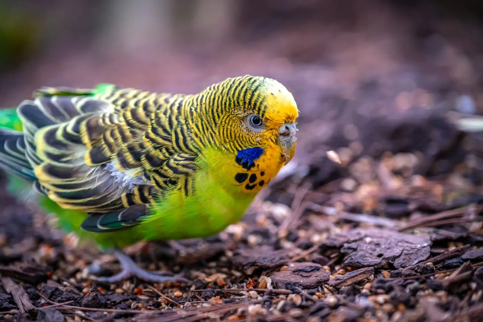 Groene grasparkiet pikt granen canvas met Baklijst van Marcus Beckert | Fotografie