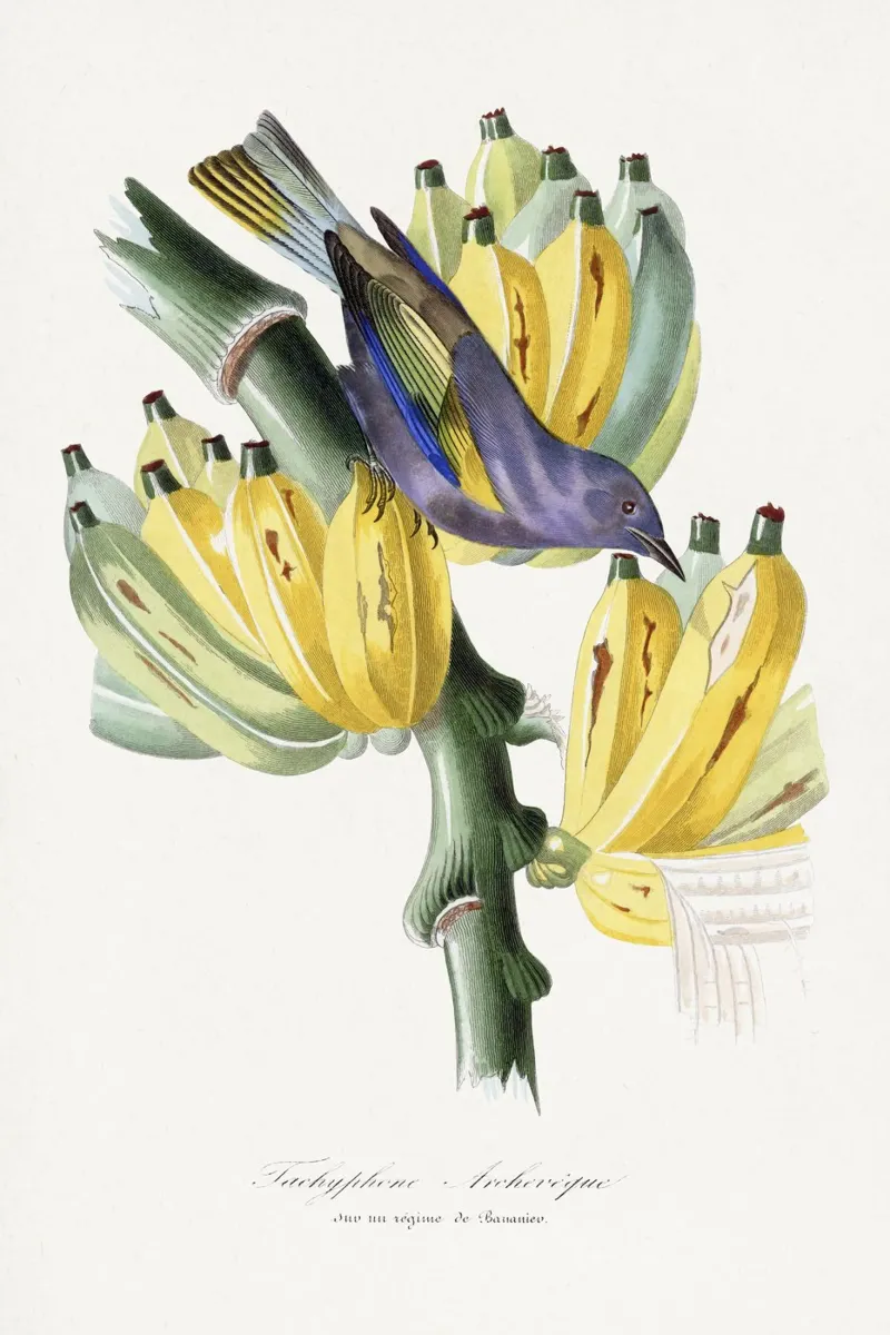 Paul Gervais - Tachyphone Archeveque Vogel canvas met Baklijst van Old Masters