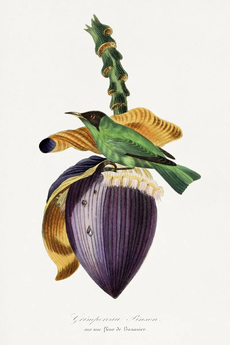 Paul Gervais - Treecreeper canvas by Old Masters