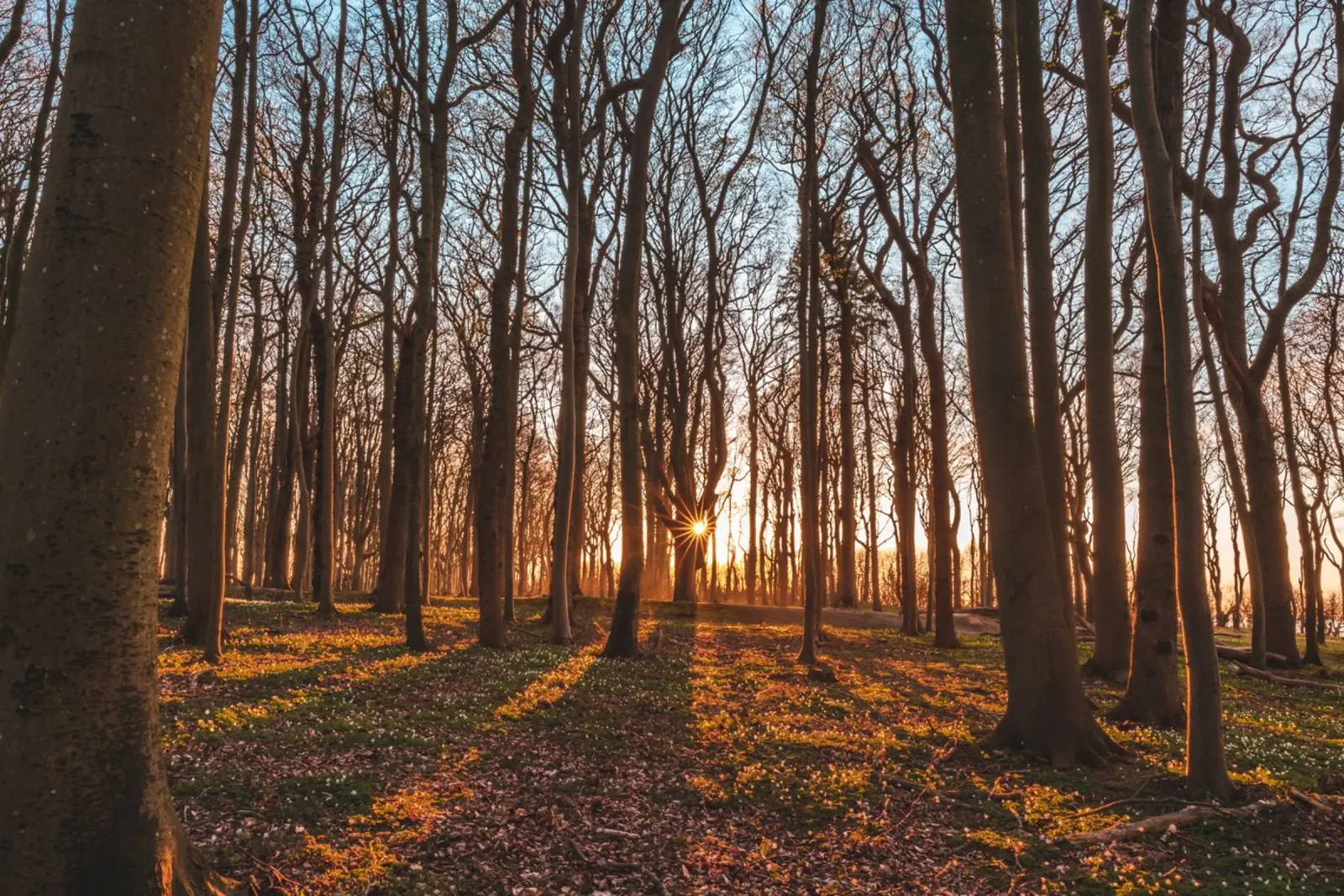 Sun star in the ghostly forest on the Baltic Sea canvas by Marcus Beckert | Fotografie