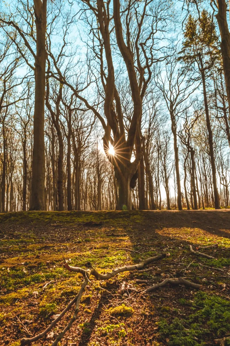 Coucher de soleil dans la forêt des fantômes sur la mer Baltique hahnemühle de Marcus Beckert | Fotografie