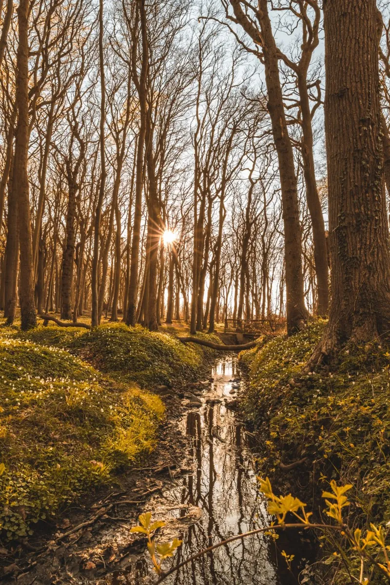 Sunset in the ghostly forest in Nienhagen canvas by Marcus Beckert | Fotografie