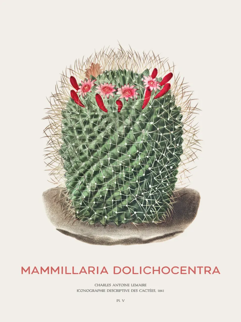 Cactus a puntaspilli o Mammillaria dolichocentra pellicola backlit da Vintagrafica
