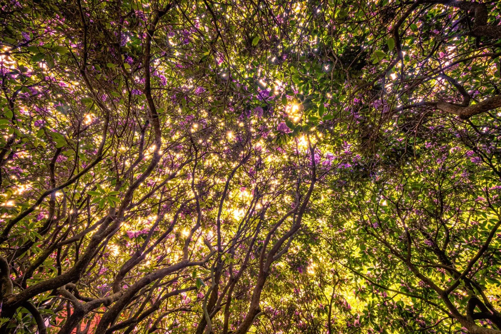 Rododendro al sole poster con telaio in alluminio da Marcus Beckert | Fotografie