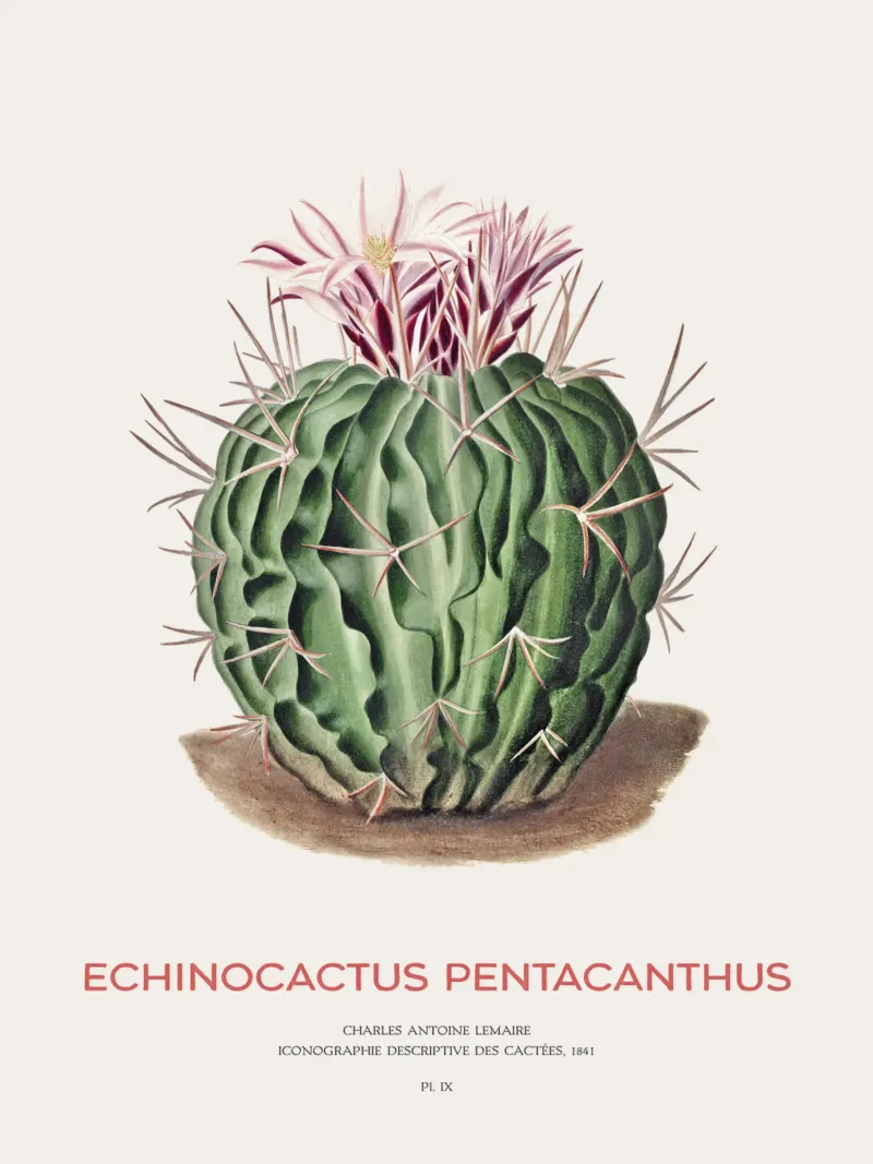 Cactus Echinocactus pentacanthus pellicola backlit da Vintagrafica