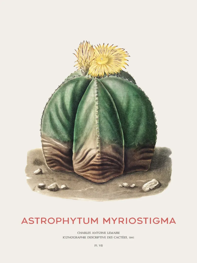 Cactus a cappuccio del vescovo o Astrophytum Myriostigma pellicola backlit da Vintagrafica