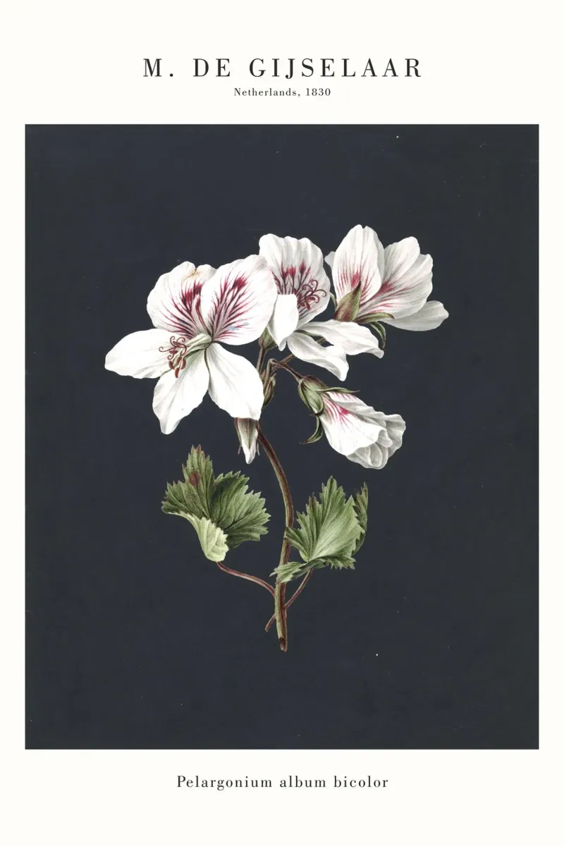 Gijselaar - Pelargonium - Blüte poster con telaio in alluminio da Old Masters