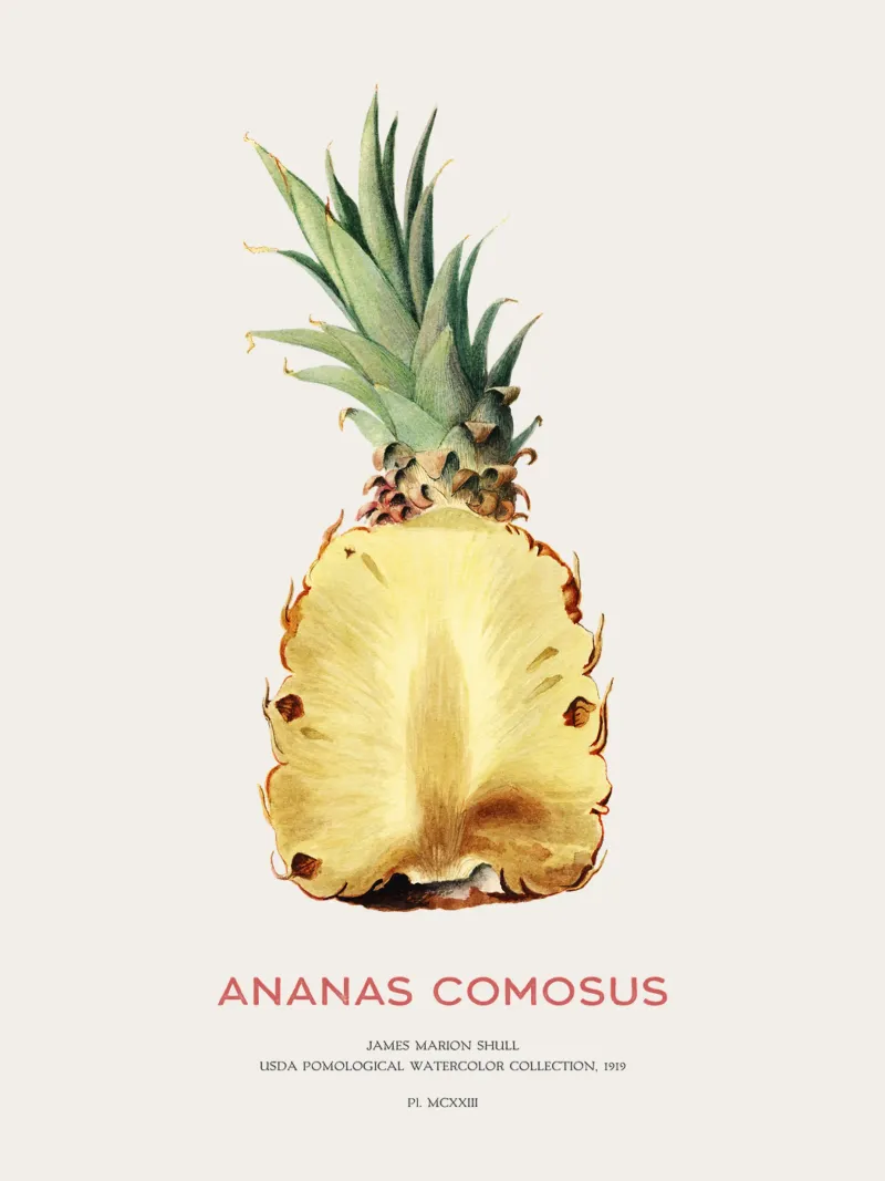 Ananas o Ananas comosus pellicola backlit da Vintagrafica