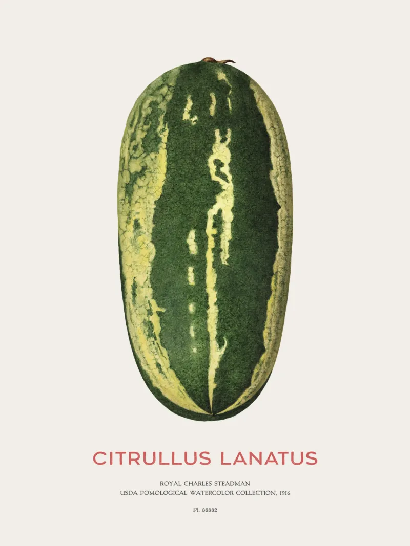 Wassermelone oder Citrullus lanatus Poster mit Holzrahmen von Vintagrafica