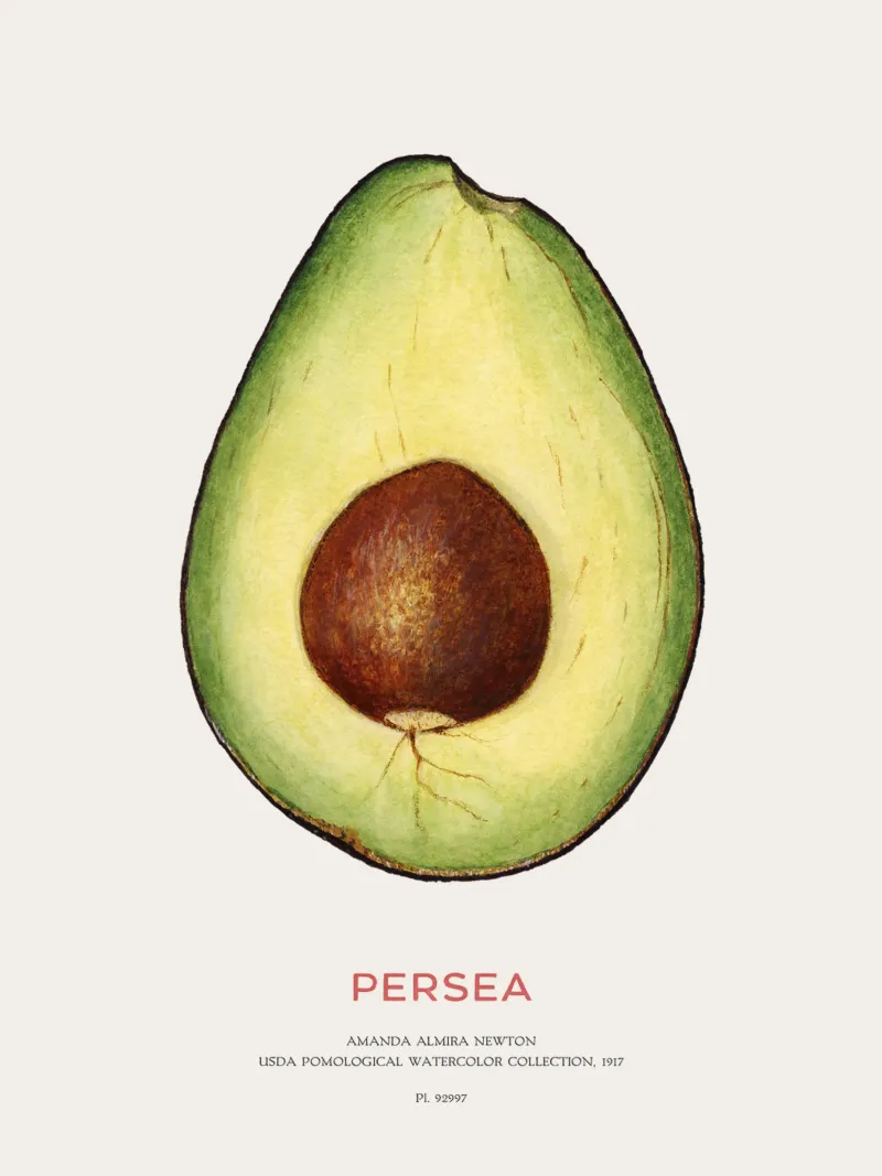 Avocado o Persea pellicola backlit da Vintagrafica