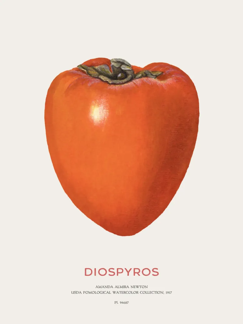 Persimmon o Diospyros tela con Cornice a cassetta da Vintagrafica