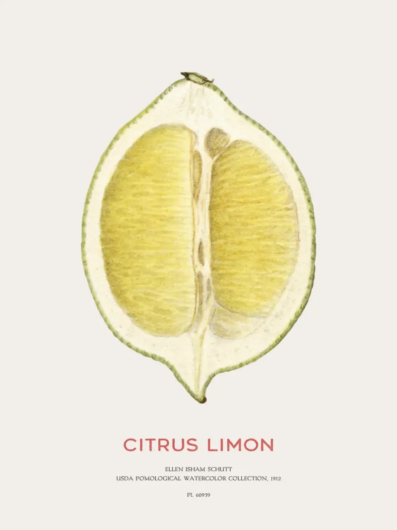 Limone o Citrus limon pellicola backlit da Vintagrafica